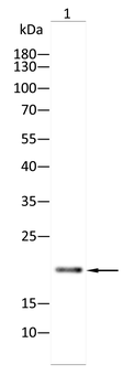 S100A14 Antibody