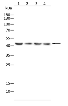 IDH2 Antibody