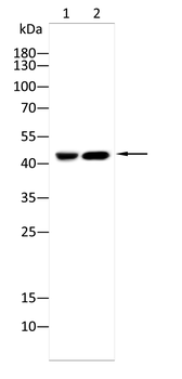 IDH2 Antibody