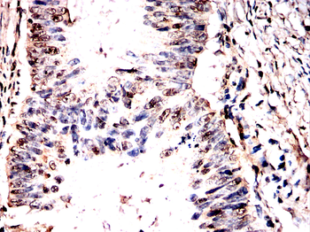 IDH2 Antibody