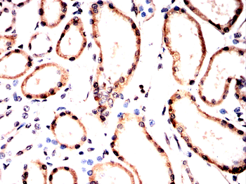 IDH2 Antibody