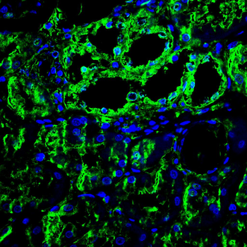 IDH2 Antibody