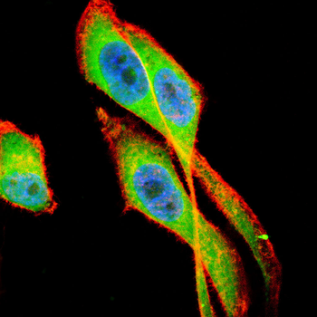 IDH2 Antibody