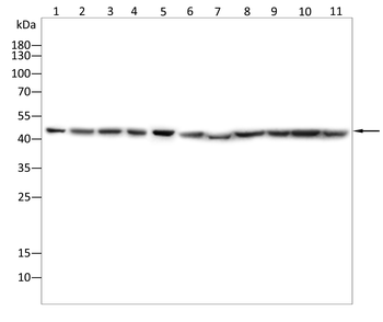 IDH2 Antibody