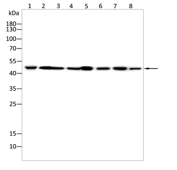 IDH2 Antibody