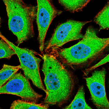 IDH2 Antibody