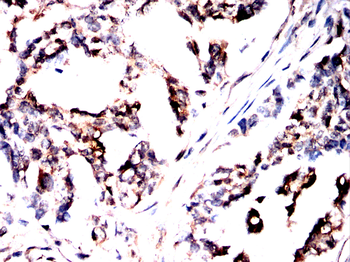 IDH2 Antibody