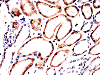 IDH2 Antibody