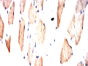 IDH2 Antibody