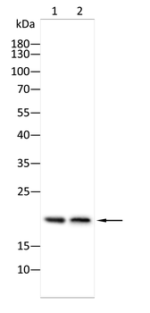 IDH2 Antibody