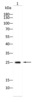 VPS28 Antibody