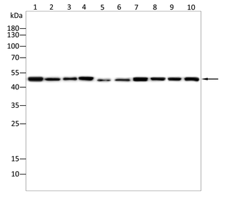EEF1A1 Antibody
