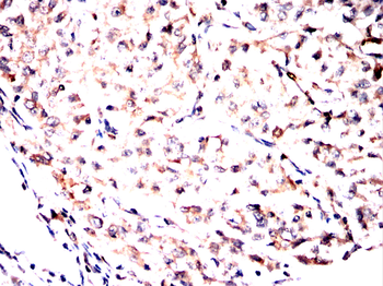 CIP2A Antibody