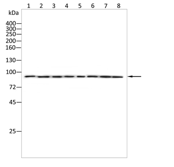 CIP2A Antibody