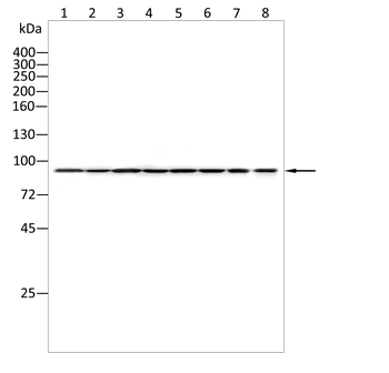 CIP2A Antibody