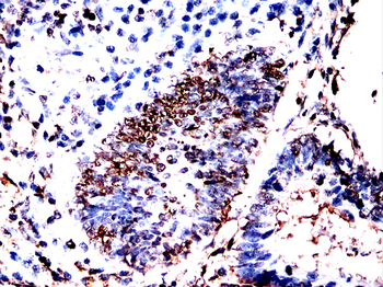 BATF3 Antibody