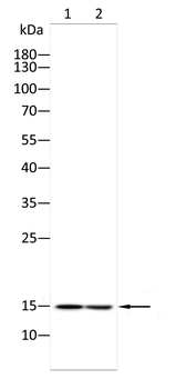 BATF3 Antibody