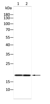 BATF3 Antibody