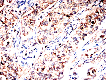 LAMTOR1 Antibody