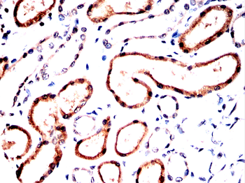 LAMTOR1 Antibody