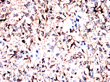 LAMTOR1 Antibody