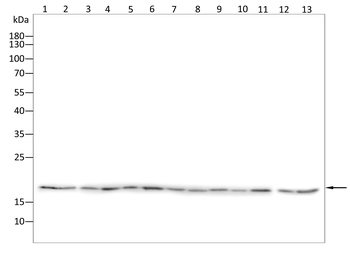 LAMTOR1 Antibody