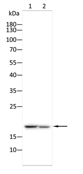 LAMTOR1 Antibody