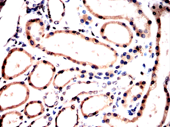 EIF1AX Antibody