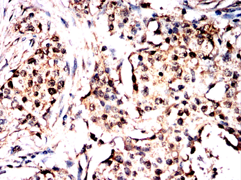 EIF1AX Antibody