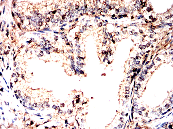 EIF1AX Antibody