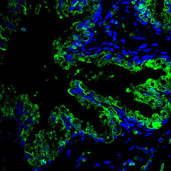 EIF1AX Antibody