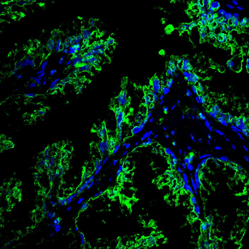 EIF1AX Antibody