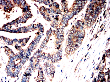 EIF1AX Antibody