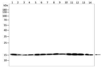 EIF1AX Antibody