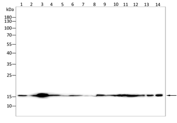 EIF1AX Antibody