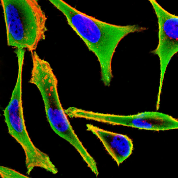 EIF1AX Antibody