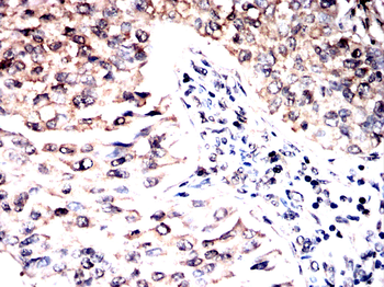 EIF1AX Antibody