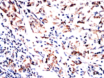 EIF1AX Antibody