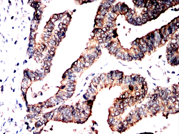 EIF1AX Antibody