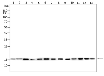 EIF1AX Antibody