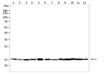 EIF1AX Antibody