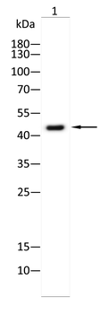 SP7 Antibody