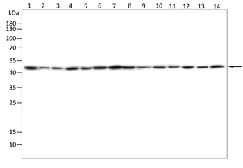 SP7 Antibody