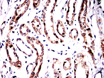 GNAQ Antibody