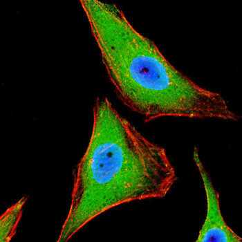 GNAQ Antibody