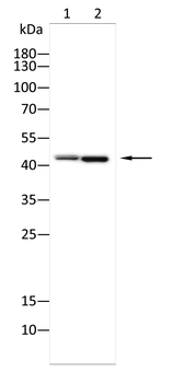 GNAQ Antibody