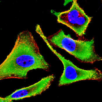 FARS2 Antibody