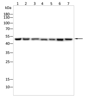 FARS2 Antibody