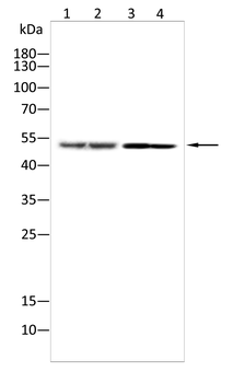 FARS2 Antibody