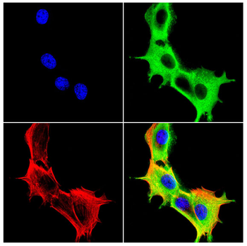 GPER1 Antibody